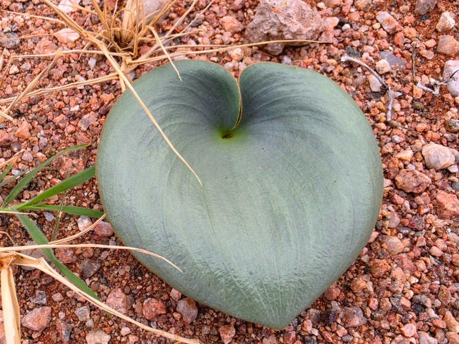 Commercial Property for Sale in Upington Rural Northern Cape